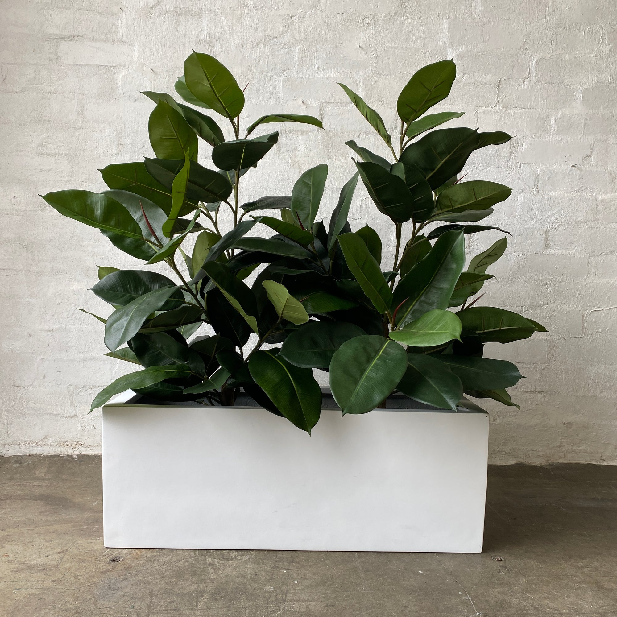 Artificial Trough Plants | Rubber Trees