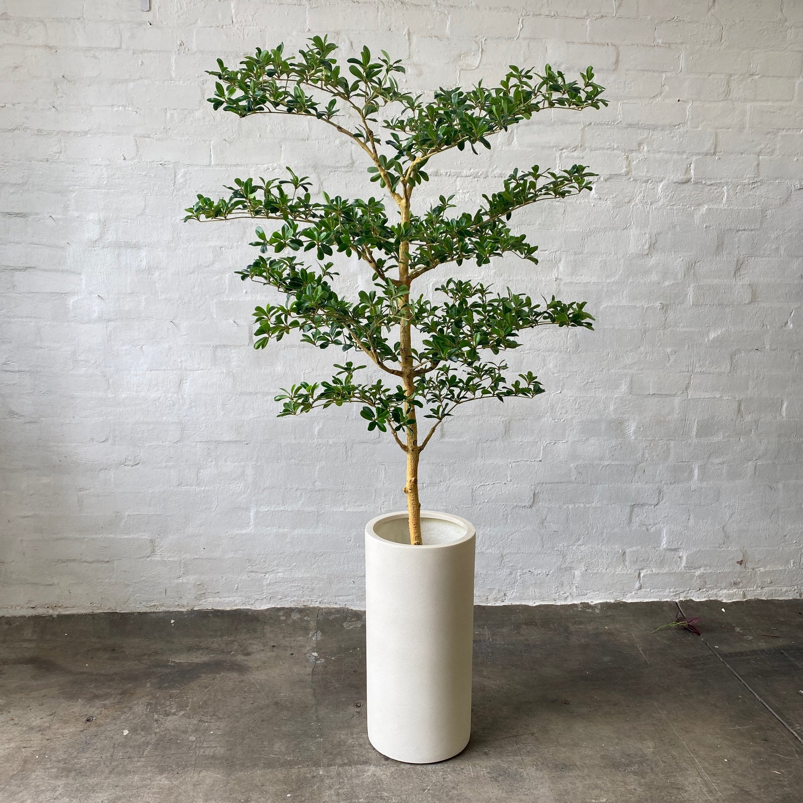 Artificial Carob Tree