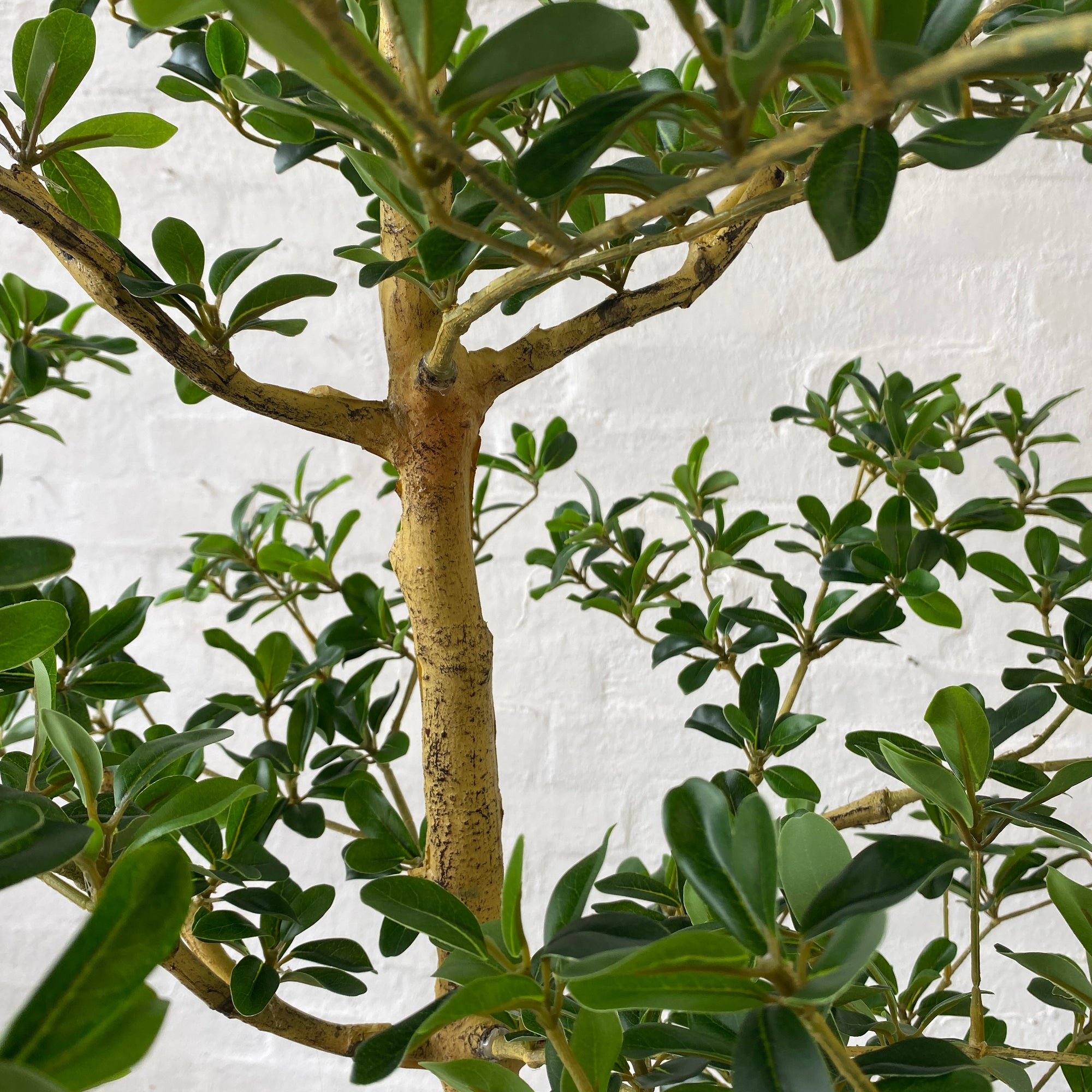 Artificial Carob Tree