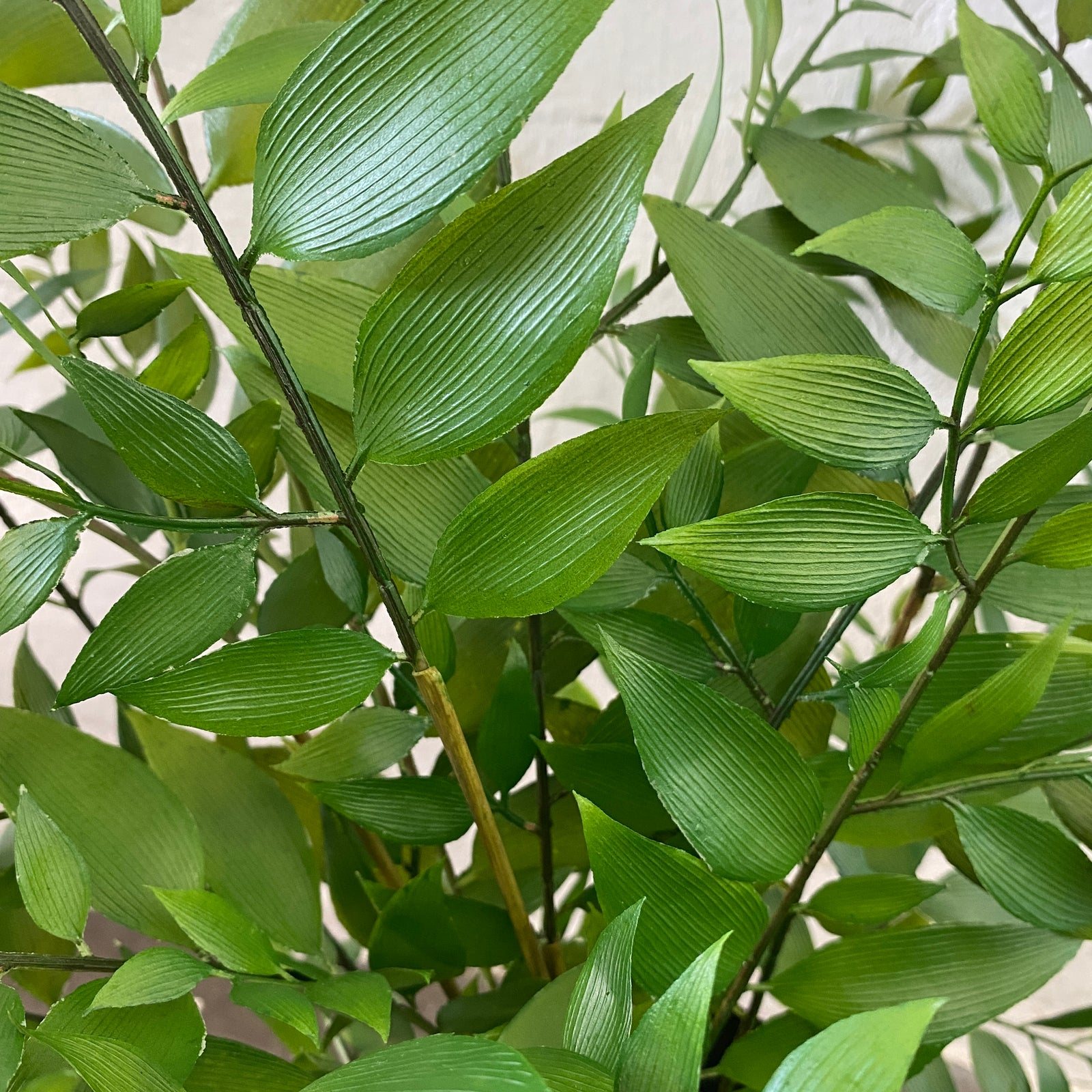 Artificial Ruscus Bush Plant