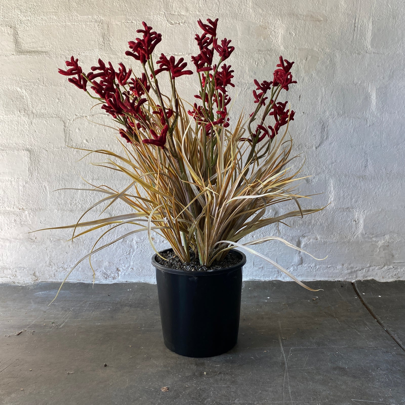 Artificial Kangaroo Paw