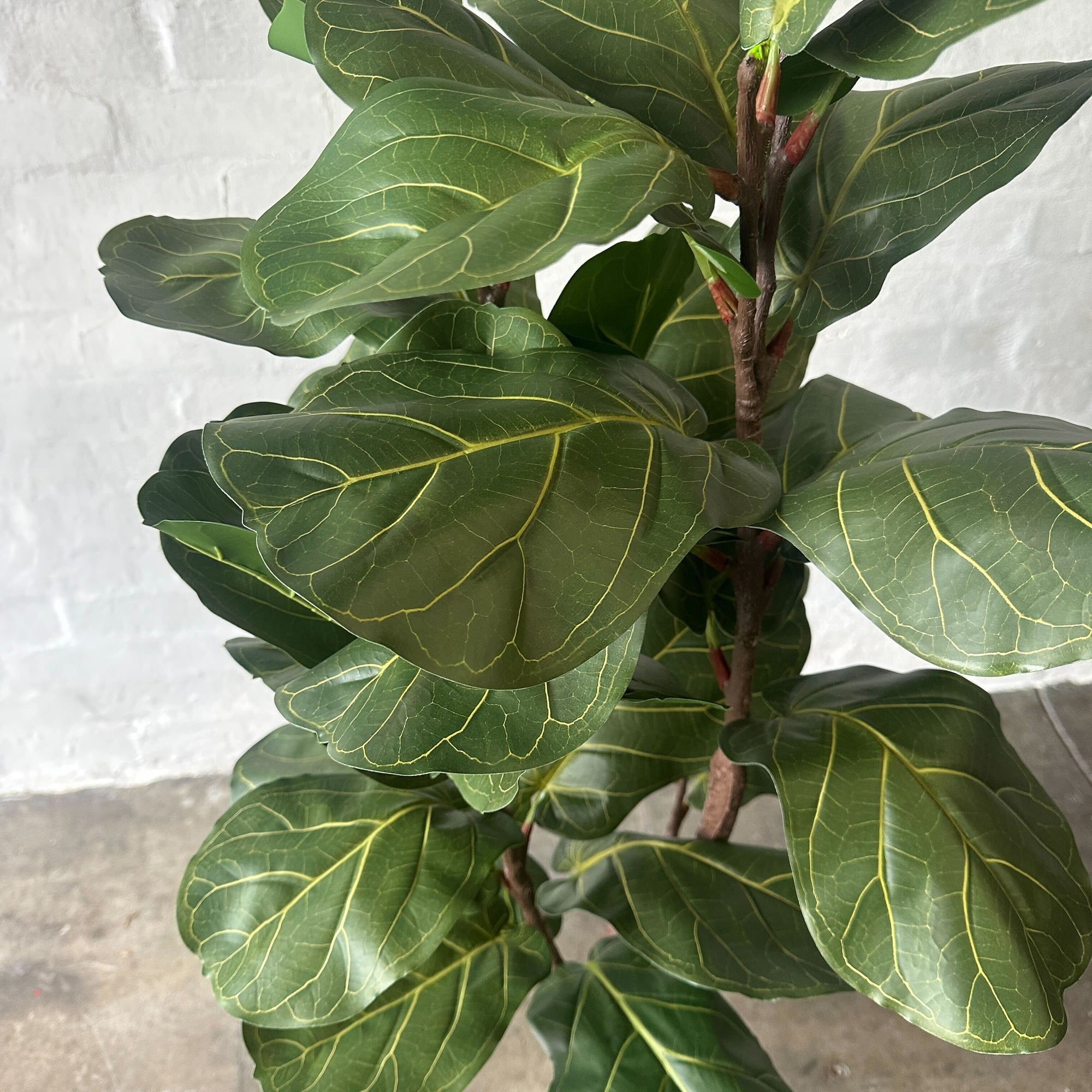 Artificial Fiddle Tree | 145cm