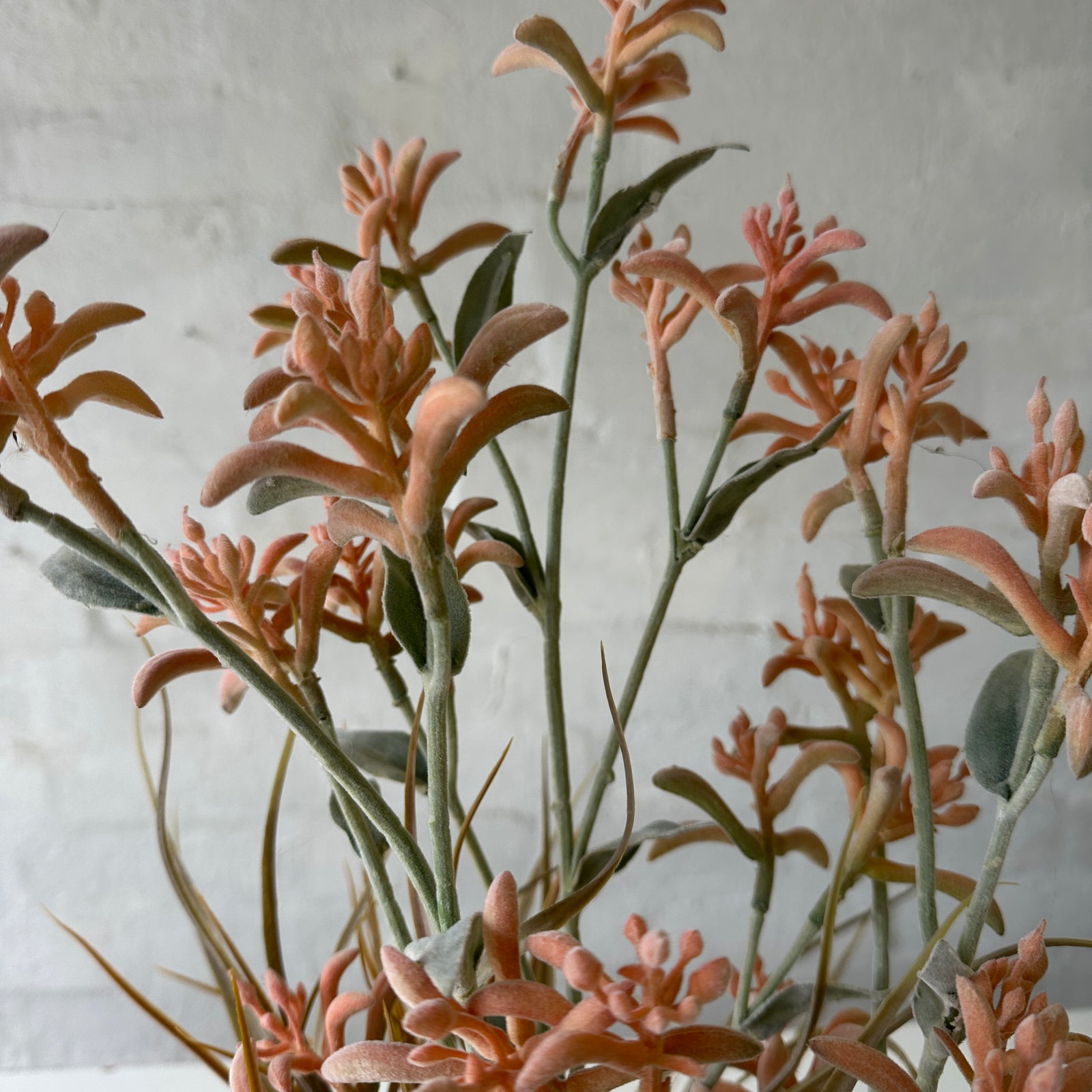 Artificial Kangaroo Paw