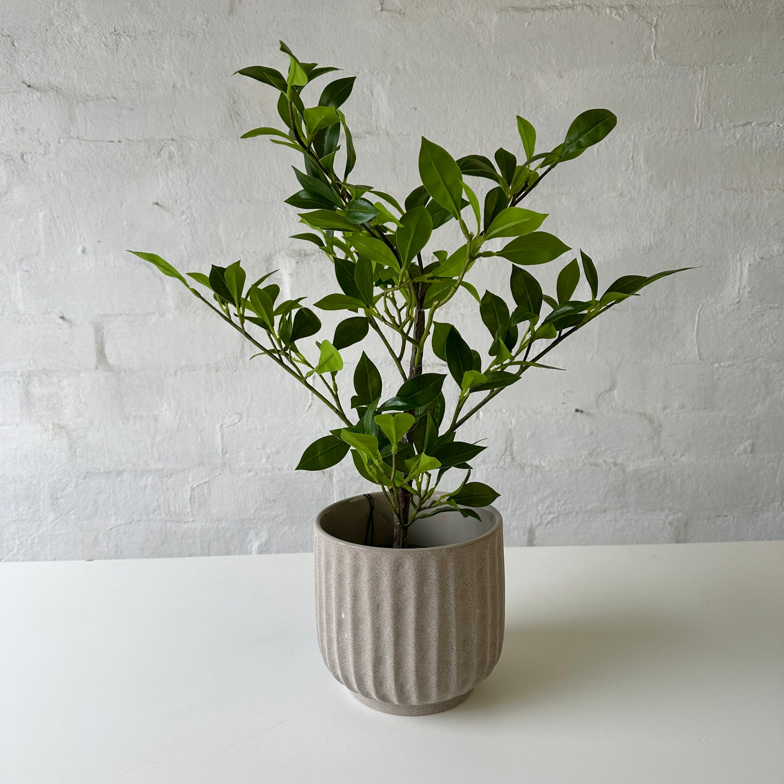 Artificial Ficus Plant | 49cm
