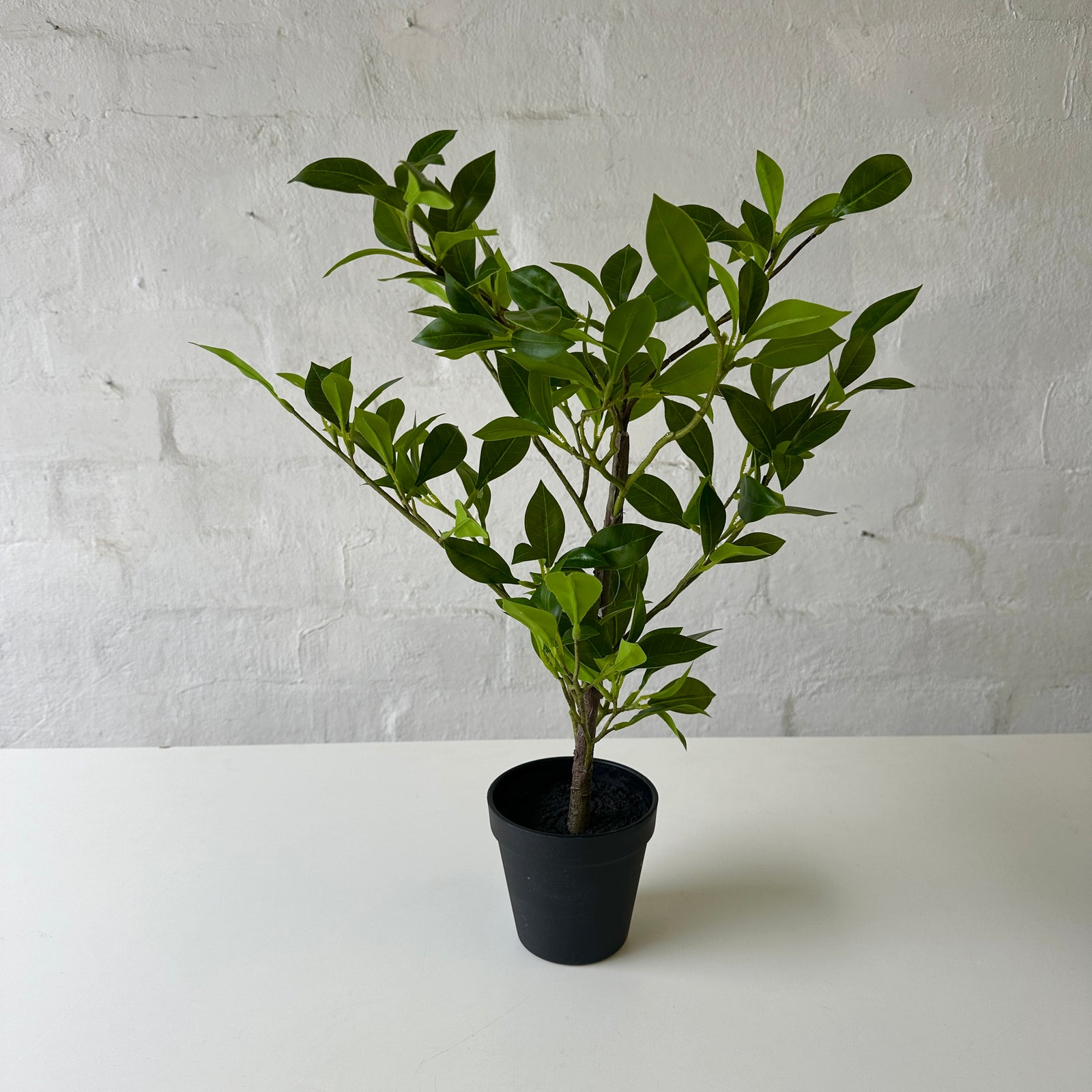 Artificial Ficus Plant | 49cm