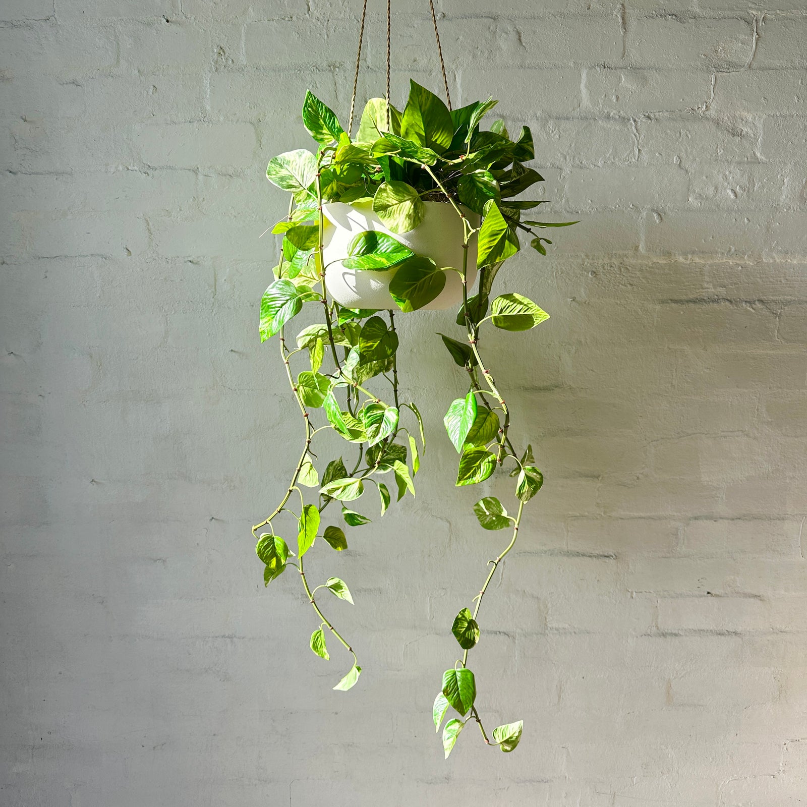 Artificial Hanging Golden Pothos Plant | Outdoor