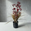 Red | Small