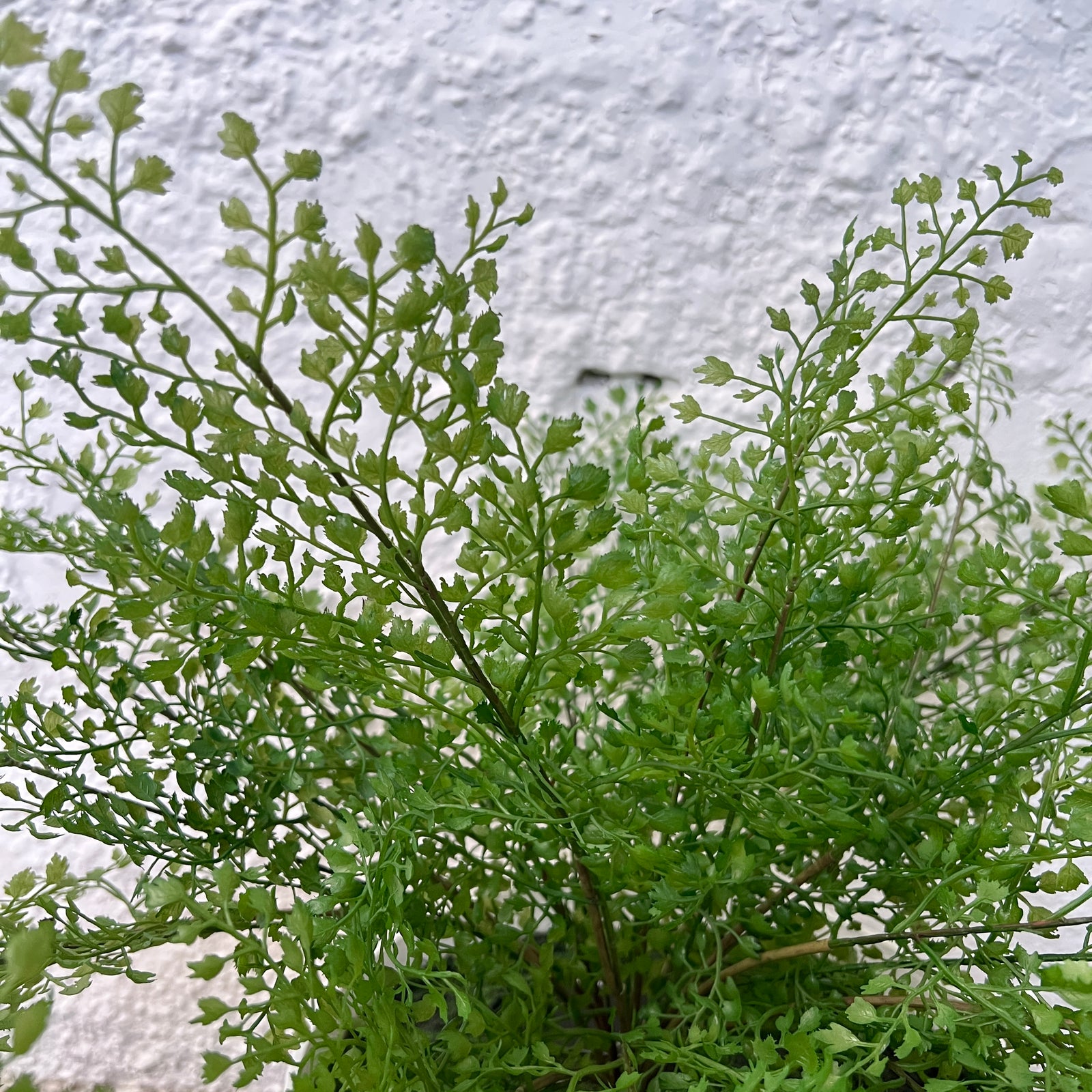 Artificial Fern in Bowl