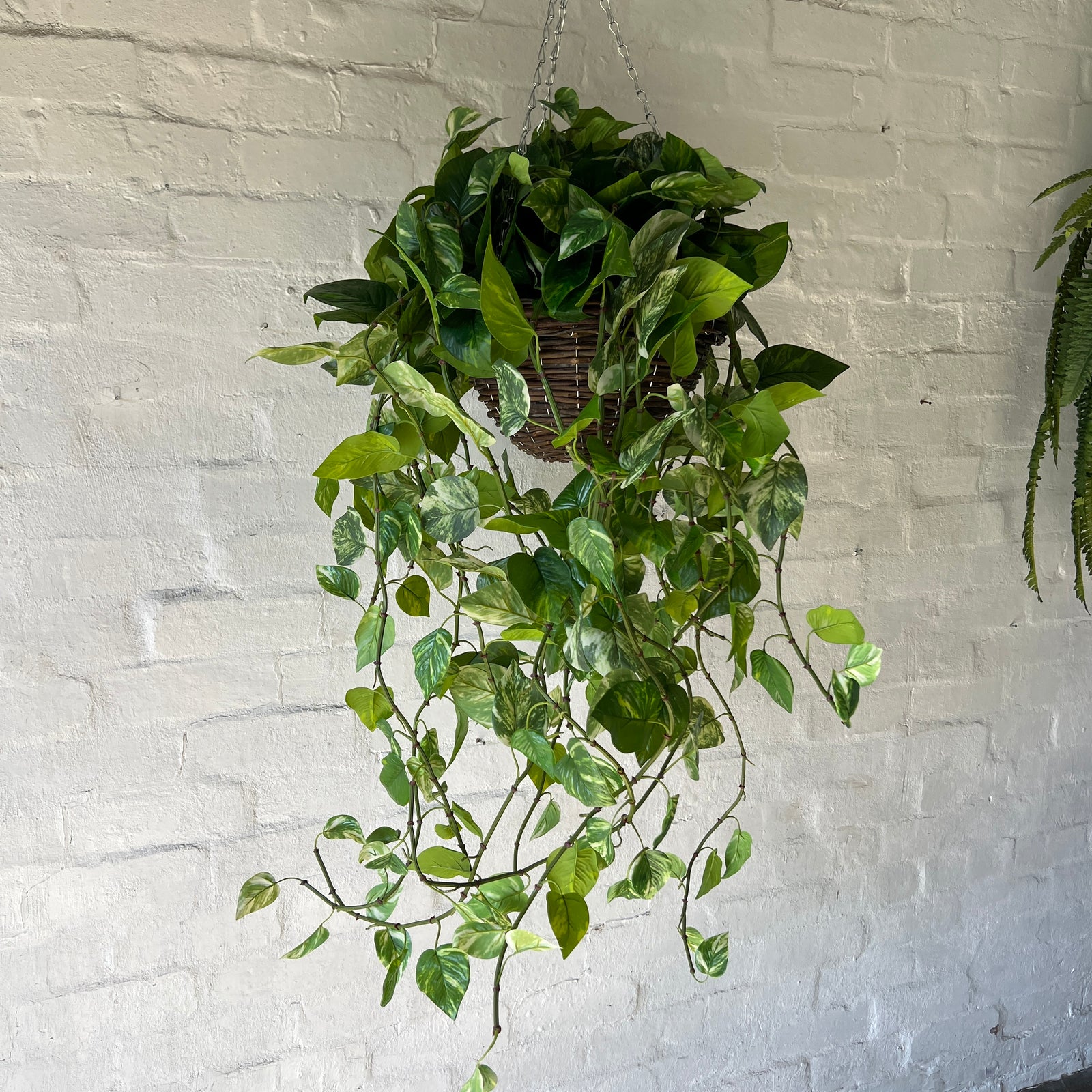 Artificial Pre-Made Giant Pothos Basket | Outdoor