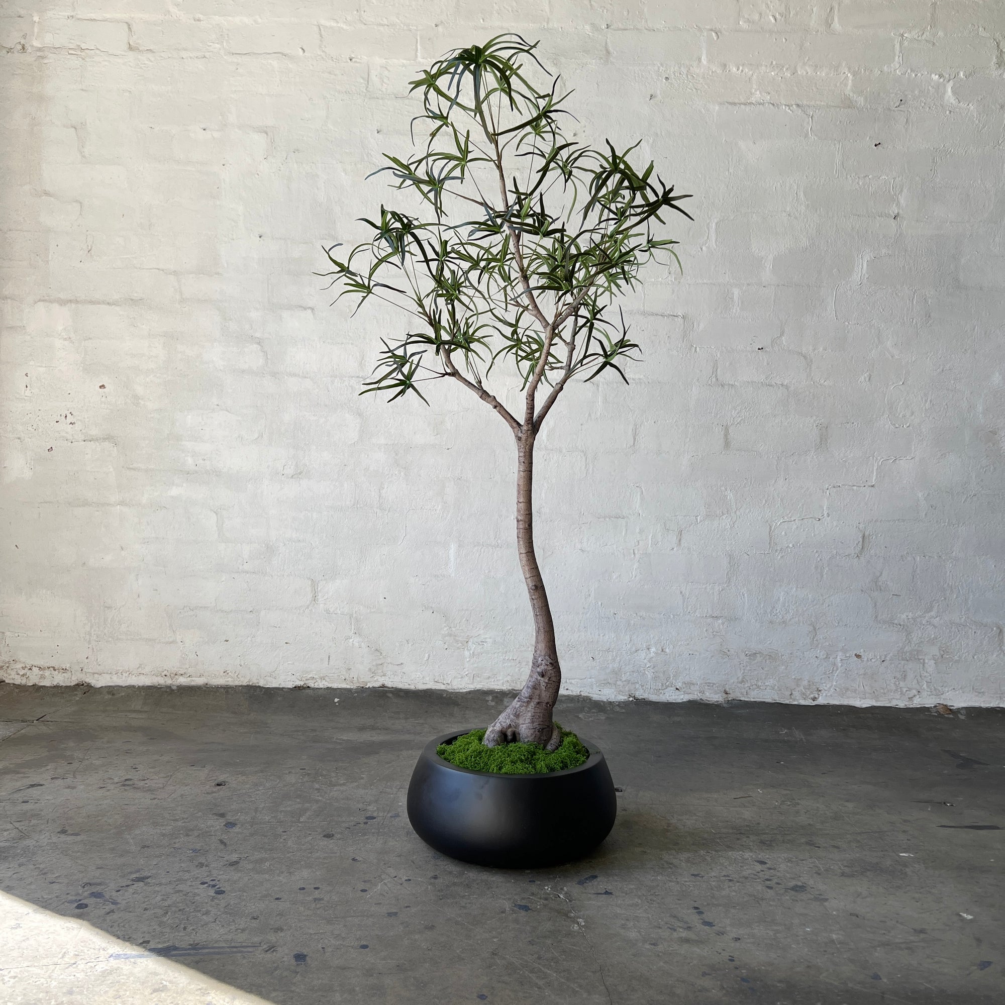 Artificial Queensland Bottle Tree
