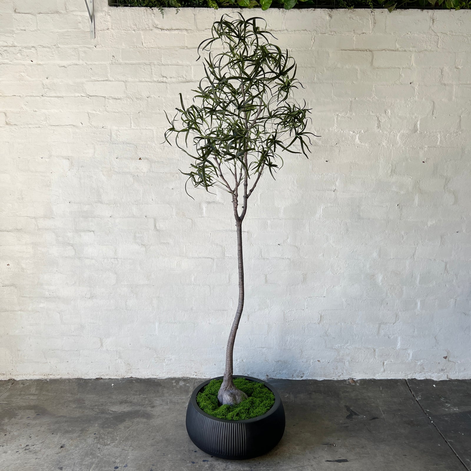 Artificial Queensland Bottle Tree