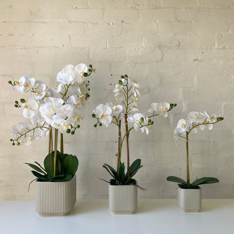 Artificial White Orchid | Ceramic