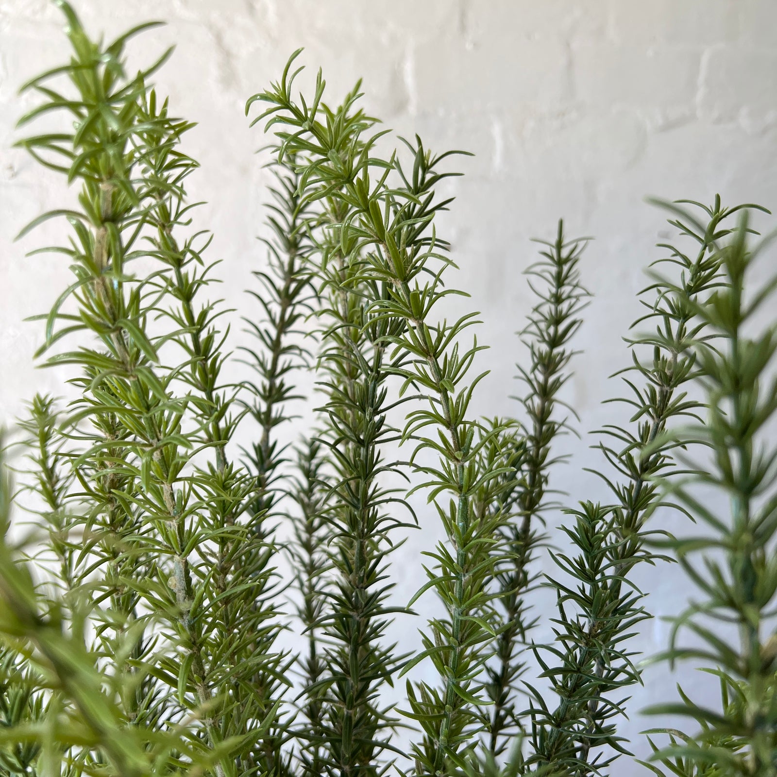 Artificial Tuscan Bush