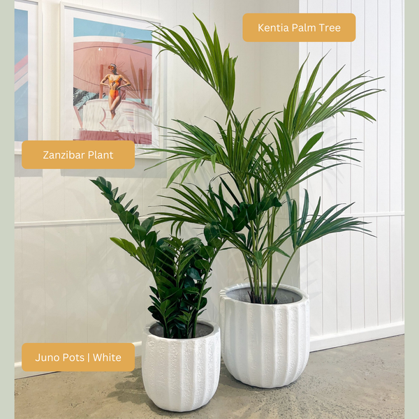 Artificial Kentia Palm Tree