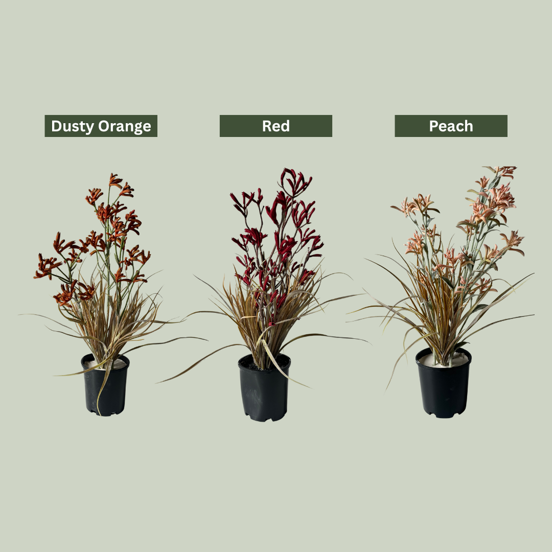 Artificial Kangaroo Paw