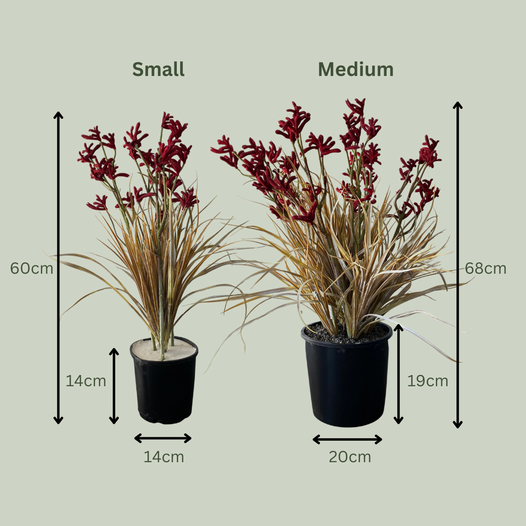 Artificial Kangaroo Paw