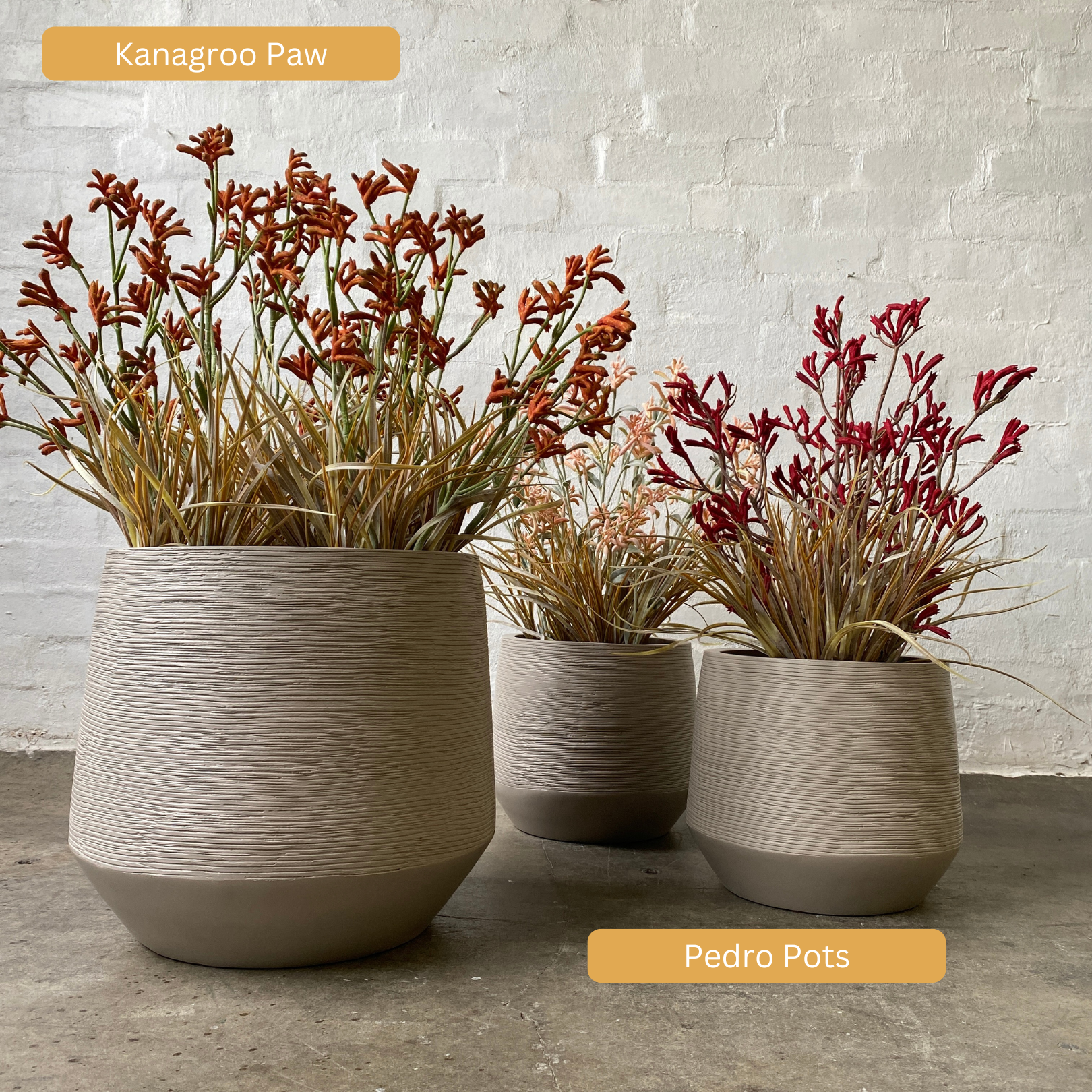 Artificial Kangaroo Paw