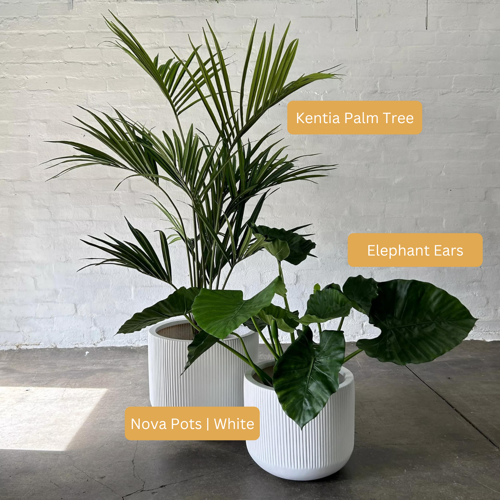 Artificial Kentia Palm Tree