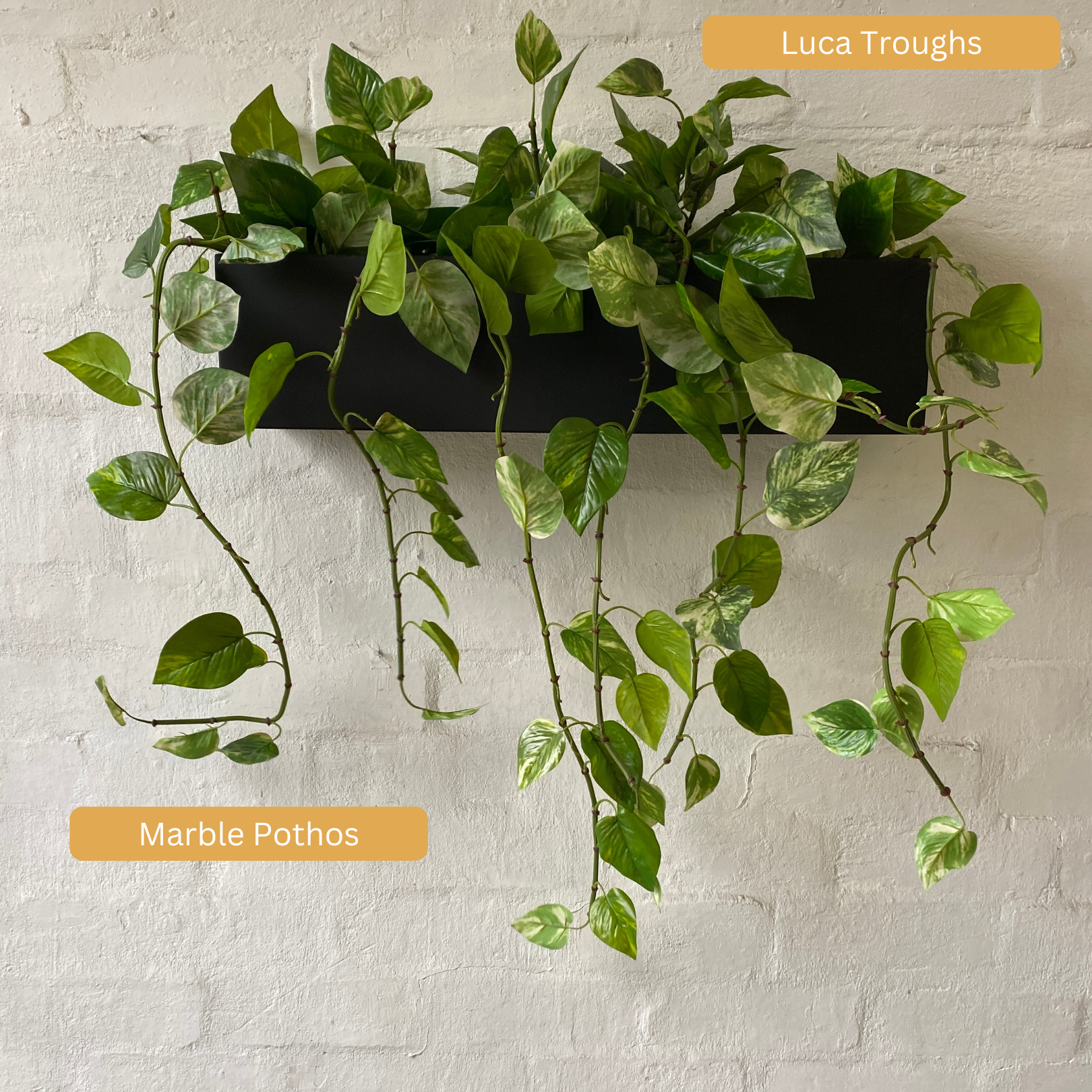 Luca Troughs