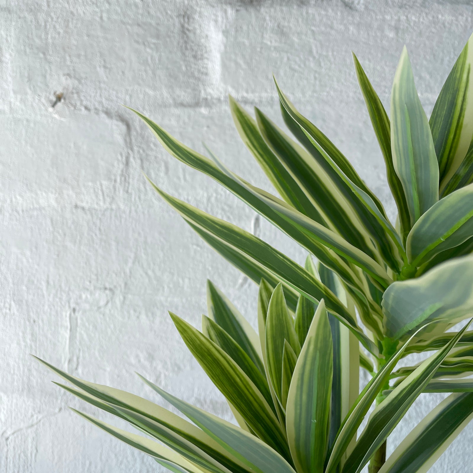 Artificial Mini Variegated Yucca