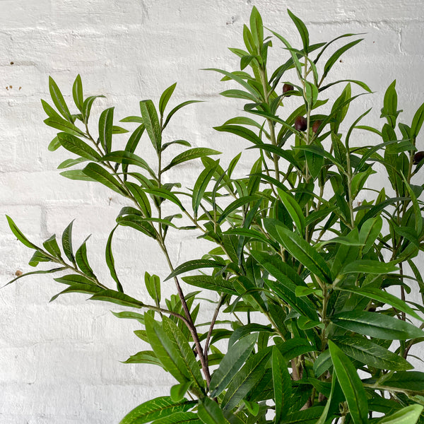 Artificial Olive Tree | Small