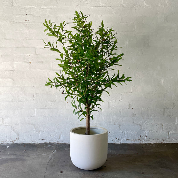 Artificial Olive Tree | Small