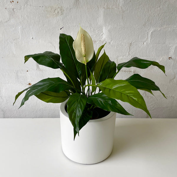 Artificial Peace Lily