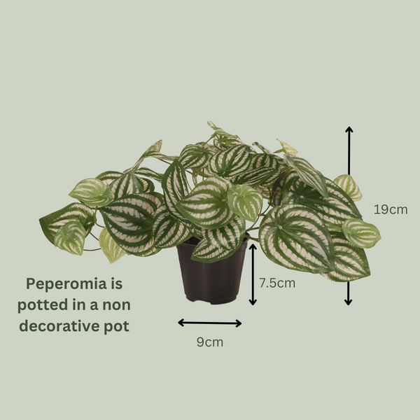 Artificial Peperomia