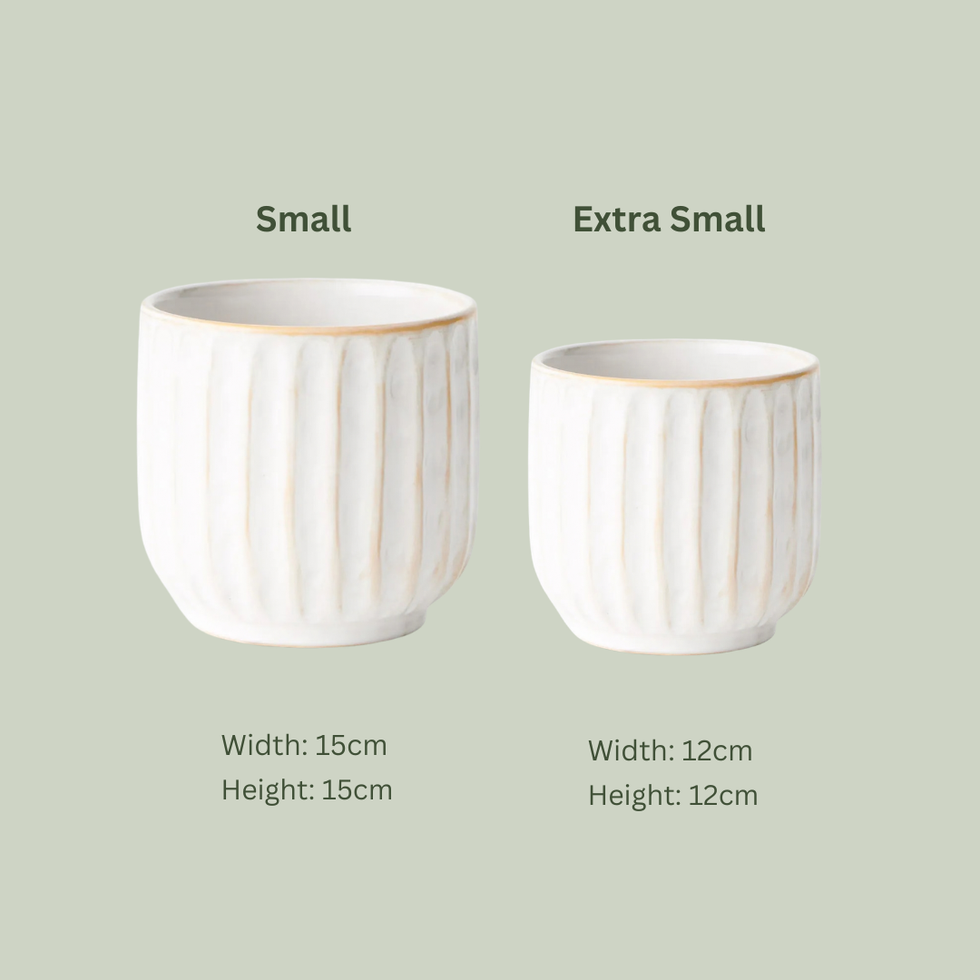 Peta Pot | White