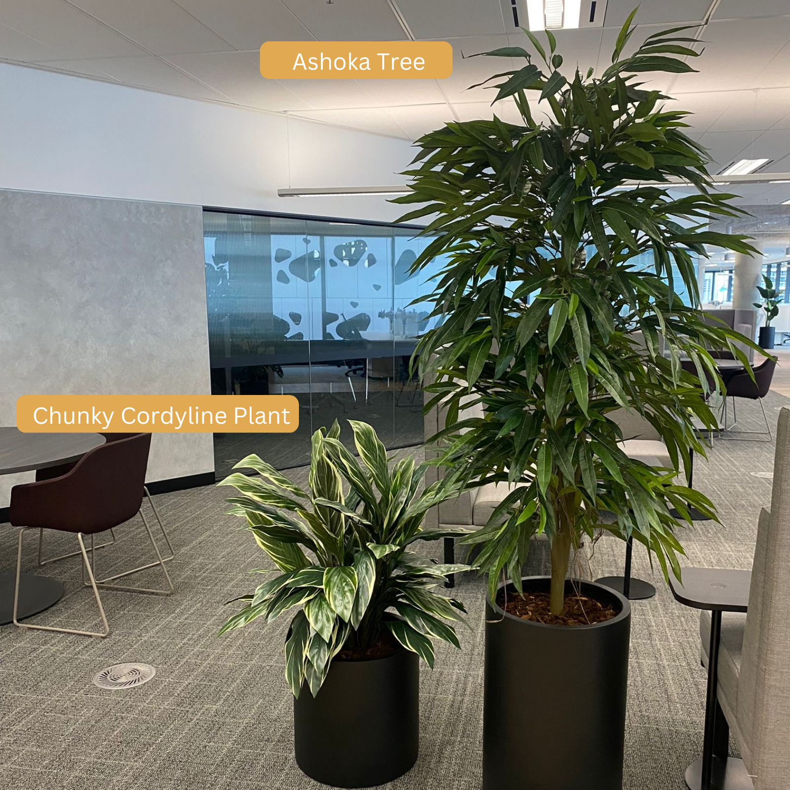 Artificial Chunky Cordyline Plant