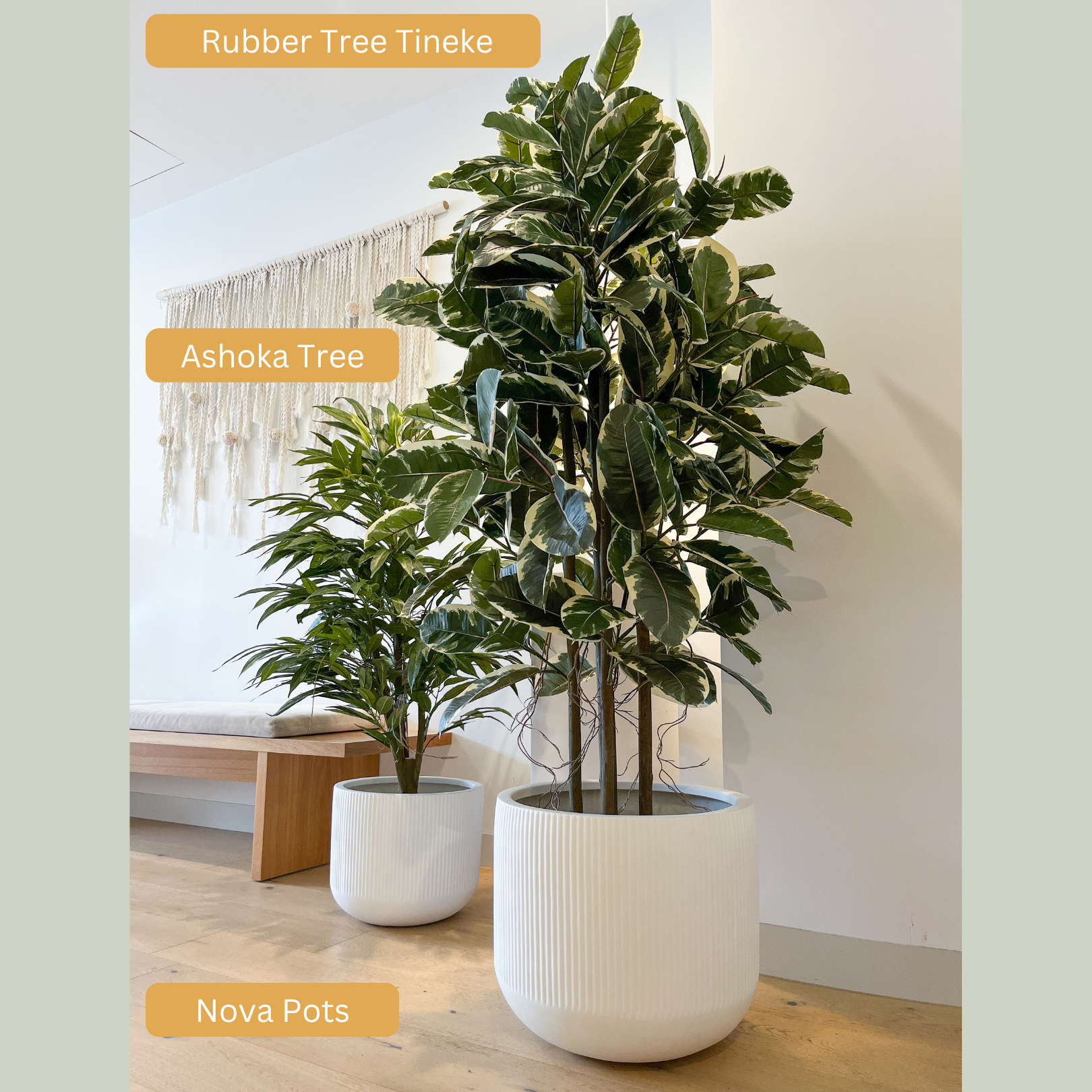 Artificial Rubber Tree Tineke
