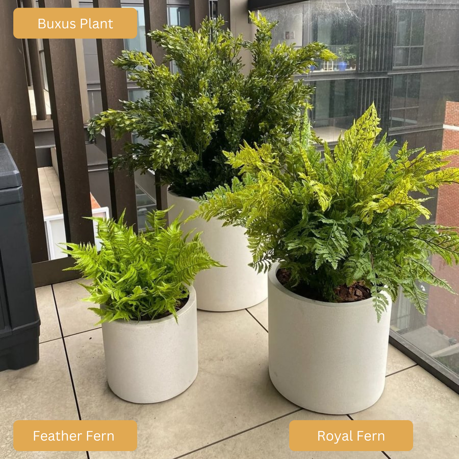 Artificial Buxus Plant | Outdoor Plant