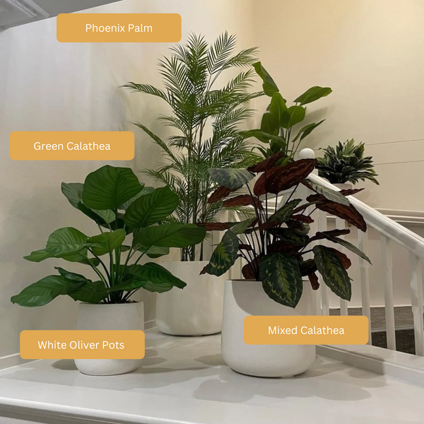 Artificial Calathea | Mixed Leaves