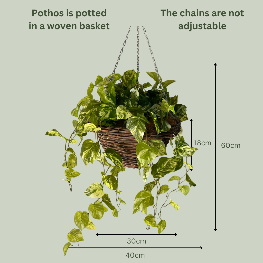 Artificial Pre Made Hanging Basket | Woven Basket with Pothos Plant