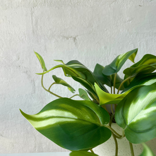 Artificial Pothos Queen | Small