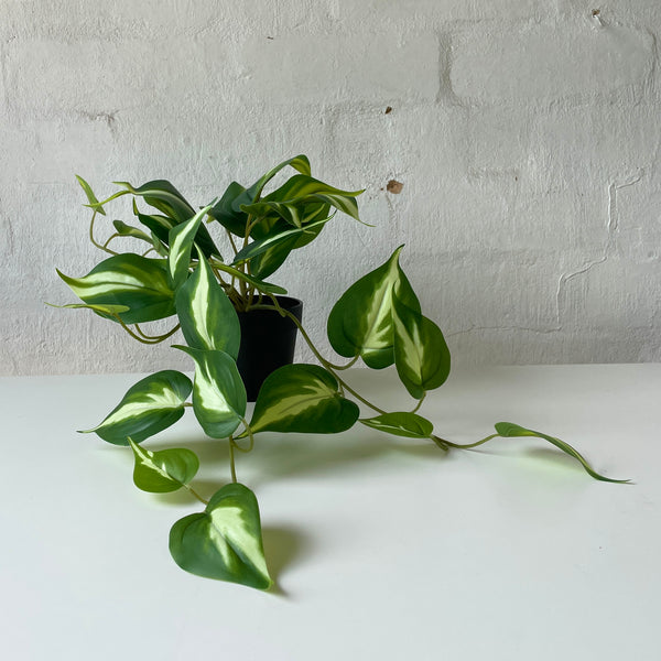 Artificial Pothos Queen | Small