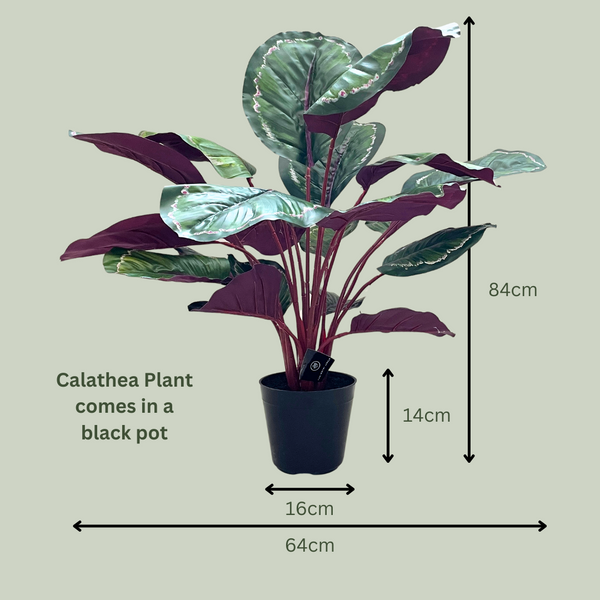 Artificial Calathea | Green Burgundy