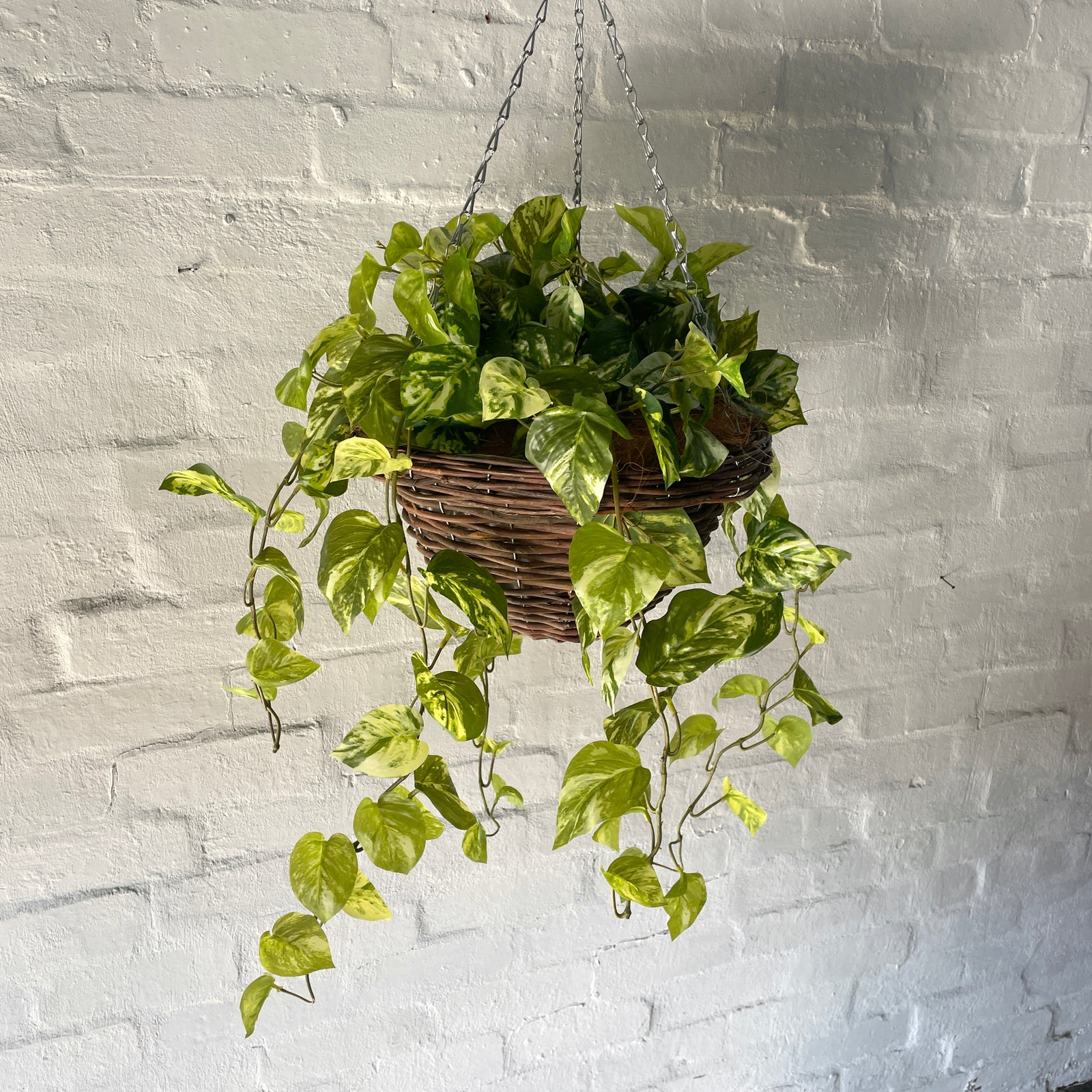 Artificial Pre Made Hanging Basket | Woven Basket with Pothos Plant