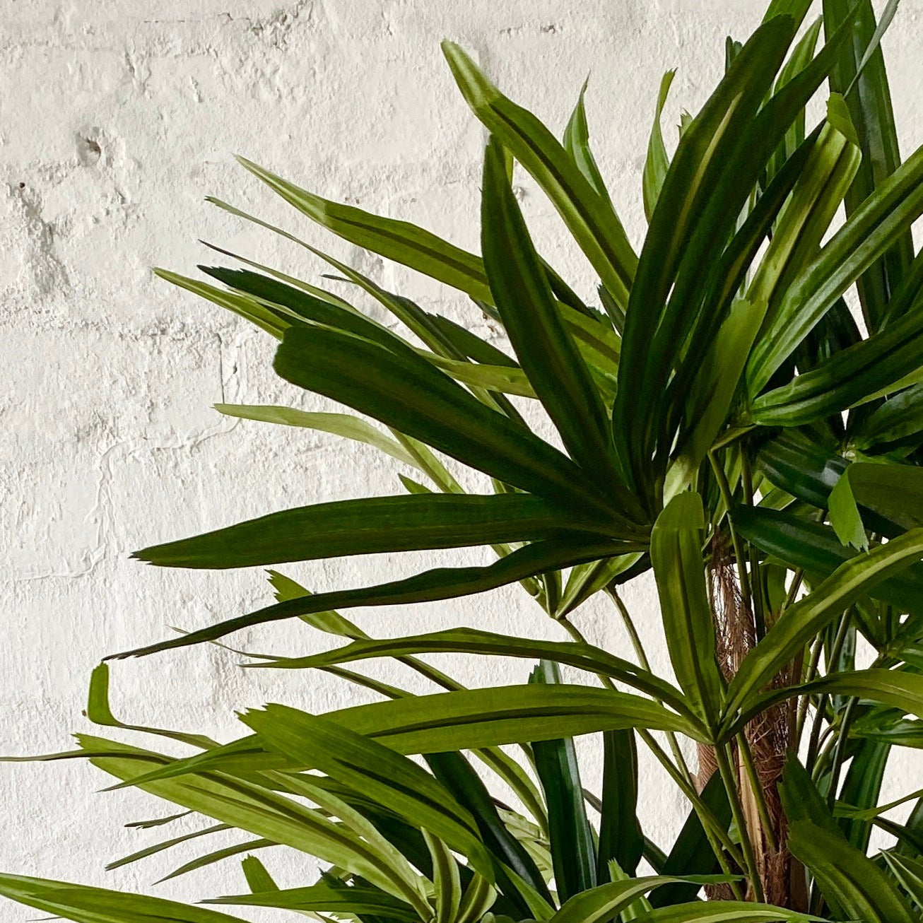 Artificial Raphis Palm Tree | Short