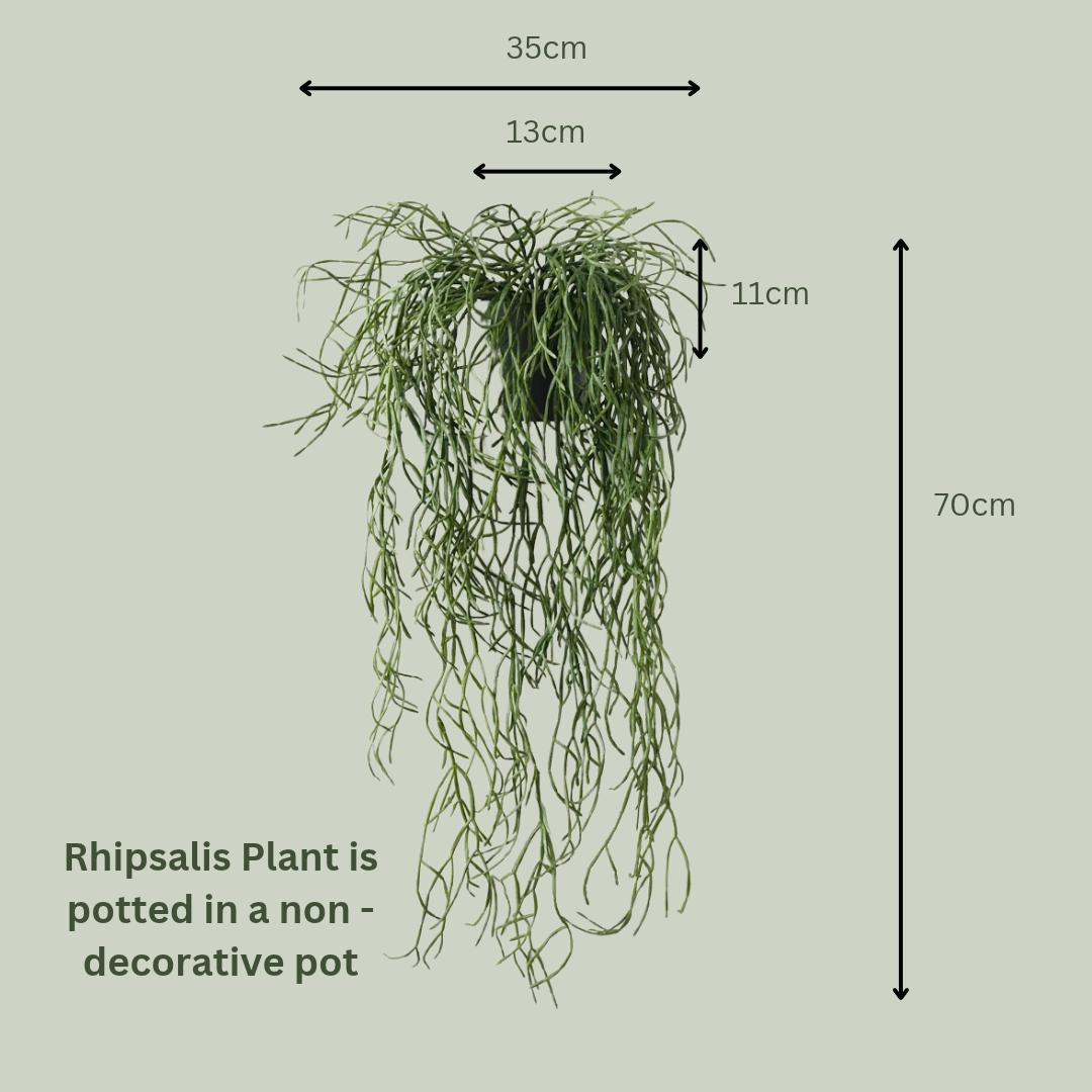 Artificial Rhipsalis Plant
