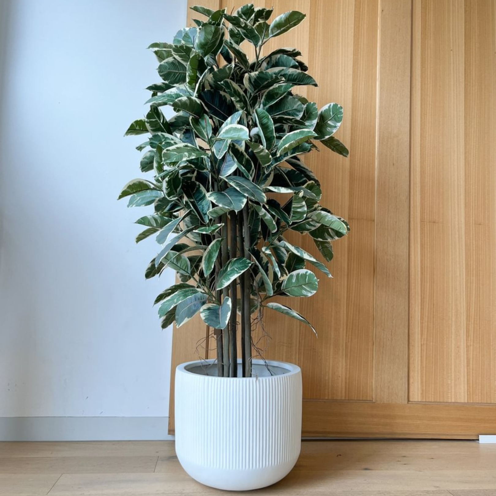 Artificial Rubber Tree Tineke