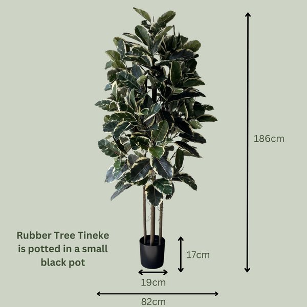 Artificial Rubber Tree Tineke