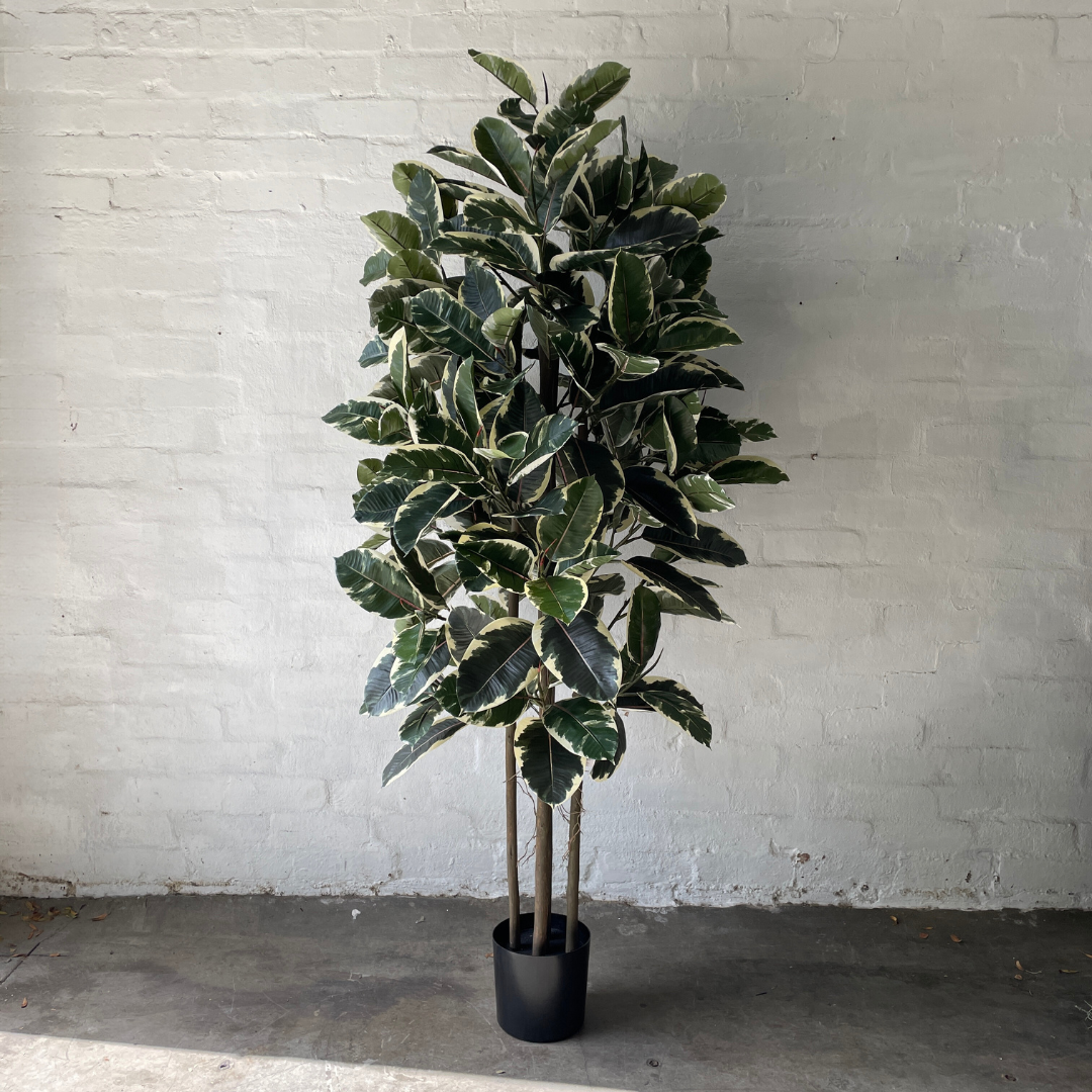 Artificial Rubber Tree Tineke