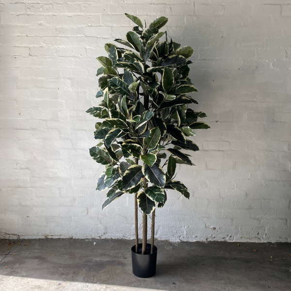 Artificial Rubber Tree Tineke