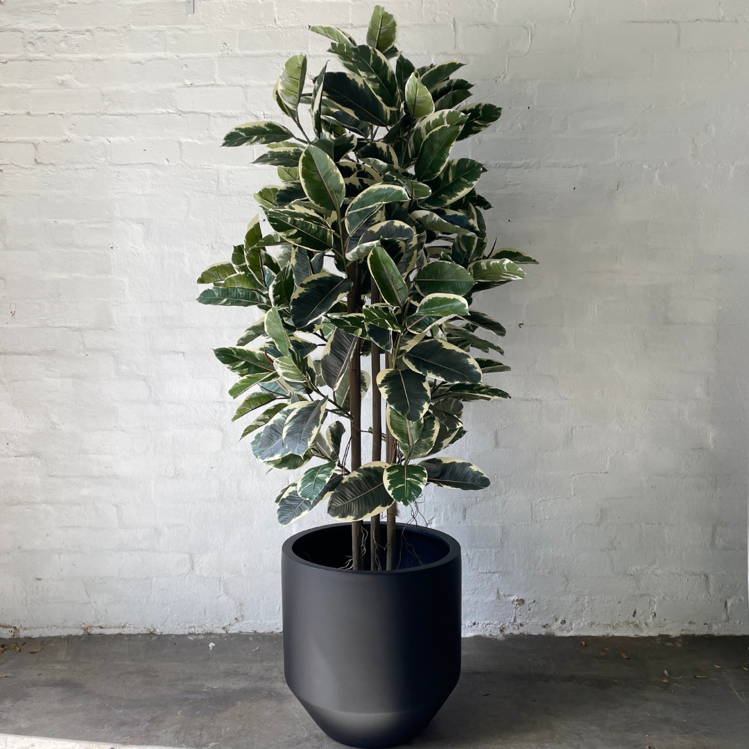 faux variegated rubber tree Artificial Rubber Tree Tineke