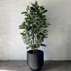 Artificial Rubber Tree Tineke
