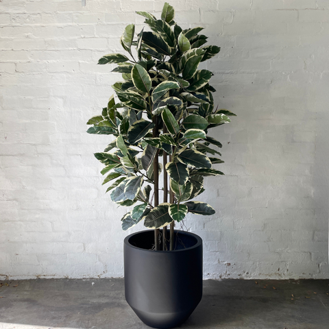 Artificial Rubber Tree Tineke