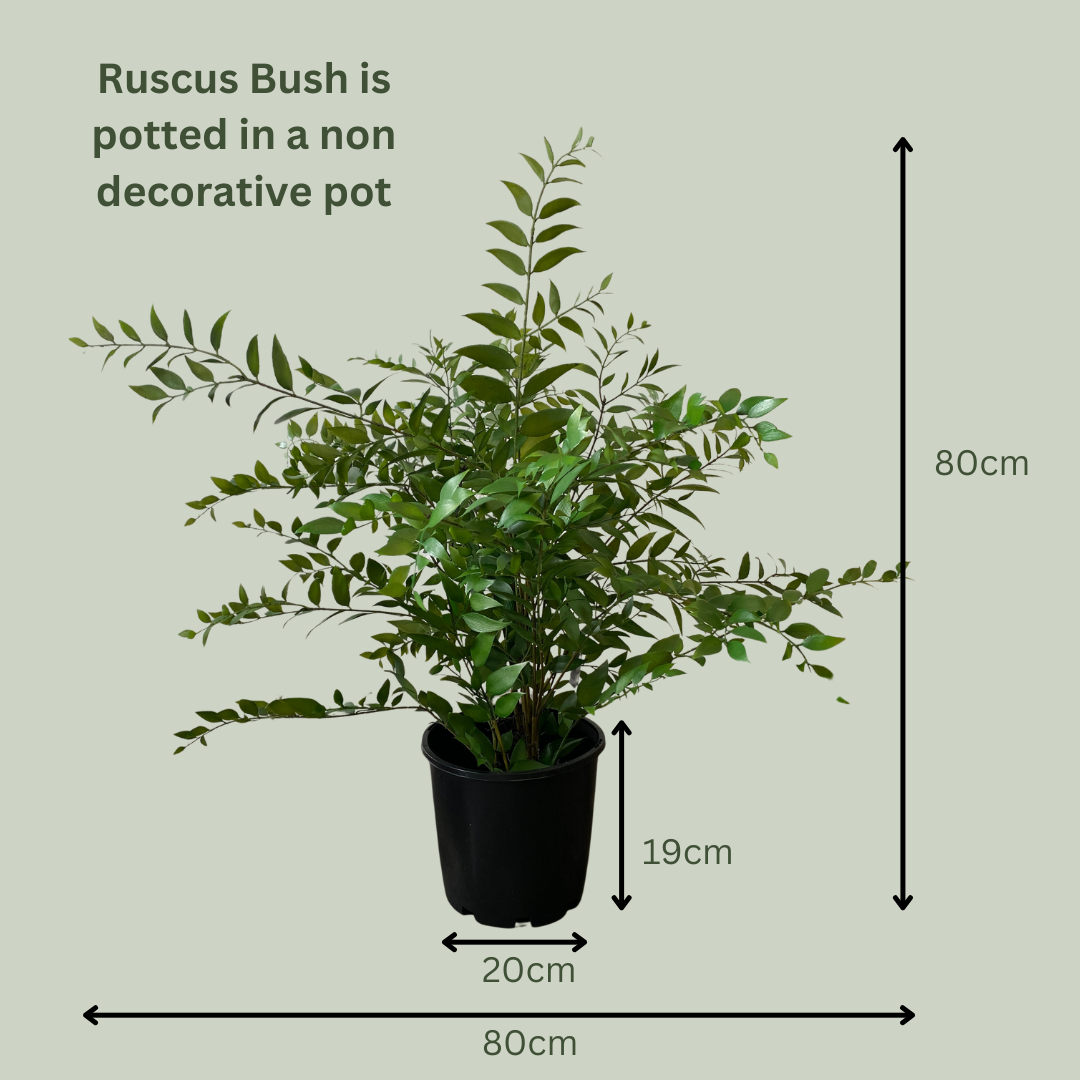 Artificial Ruscus Bush Plant