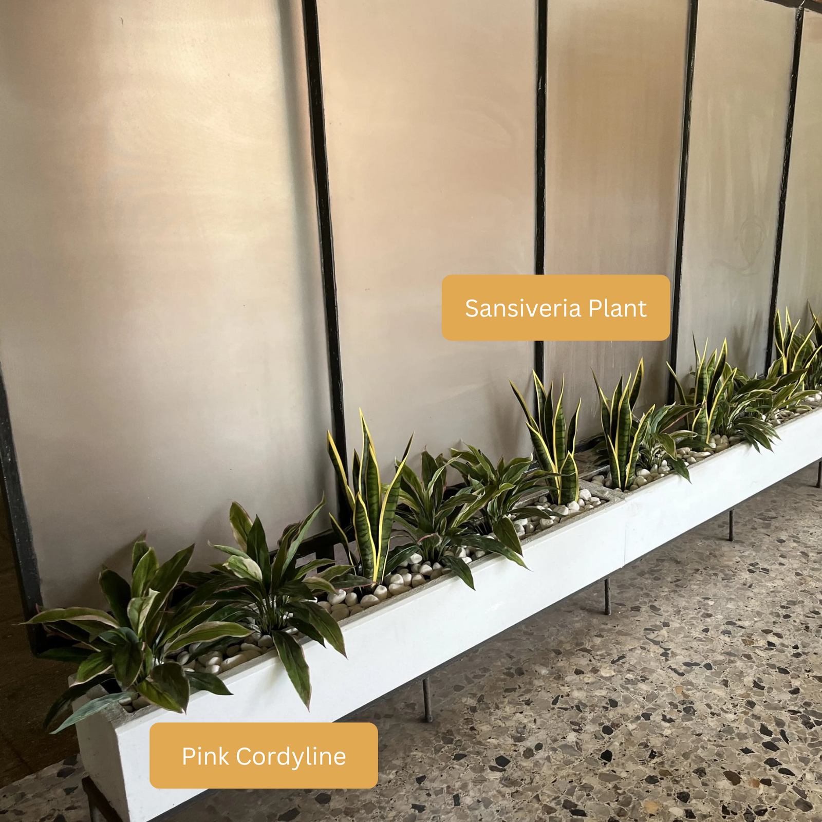artificial snake plant australia Artificial Snake Plant