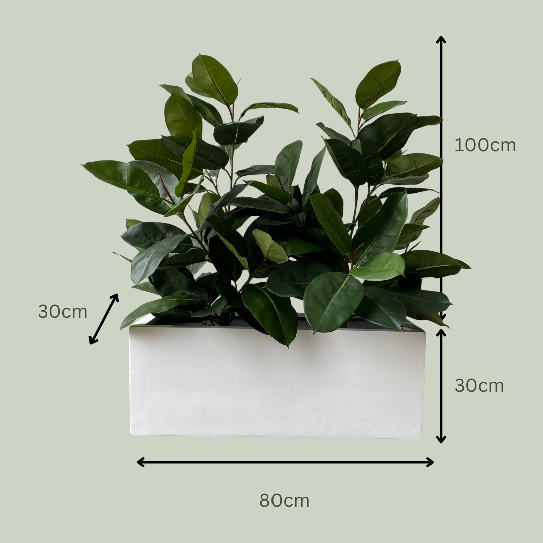 Artificial Trough Plants | Rubber Trees